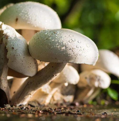 蘑菇疯马秀吃瓜网黑料,揭秘吃瓜网背后的黑料风云