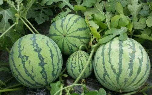 黑料吃瓜网66fxw